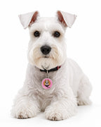 A white fluffy dog lying down on a white background, wearing a black collar with a round pink dog tag.