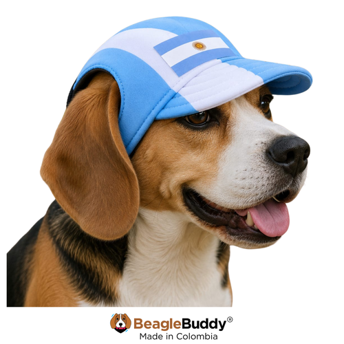Dog wearing a blue and white cap with 'BeagleBuddy' branding on a white background