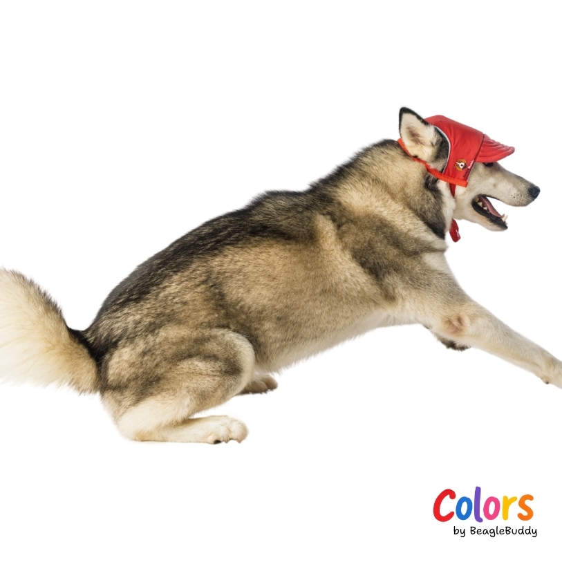 husky-con-gorra-roja-1.jpg