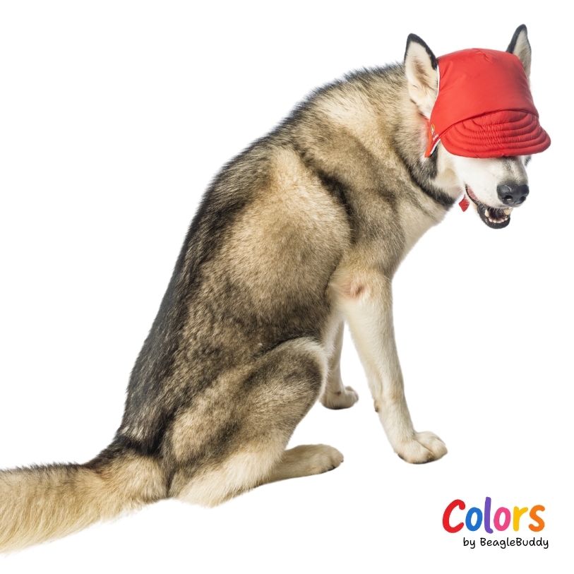 husky-con-gorra-roja-2.jpg