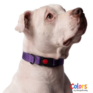 Dog Collar Purple
