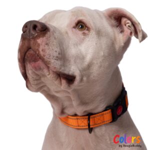 Dog Collar Orange