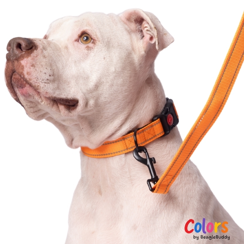 pitbull-con-Collar-Reflectivo-naranja-2.jpg