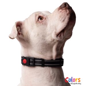 Dog Collar Black