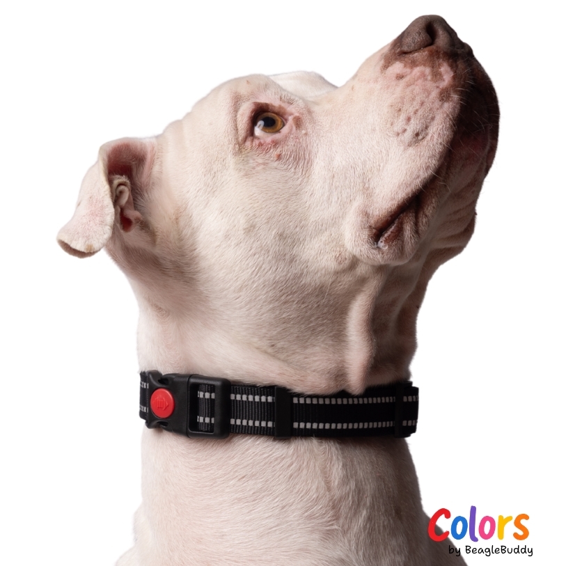 pitbull-con-Collar-Reflectivo-negro-1-e.jpg