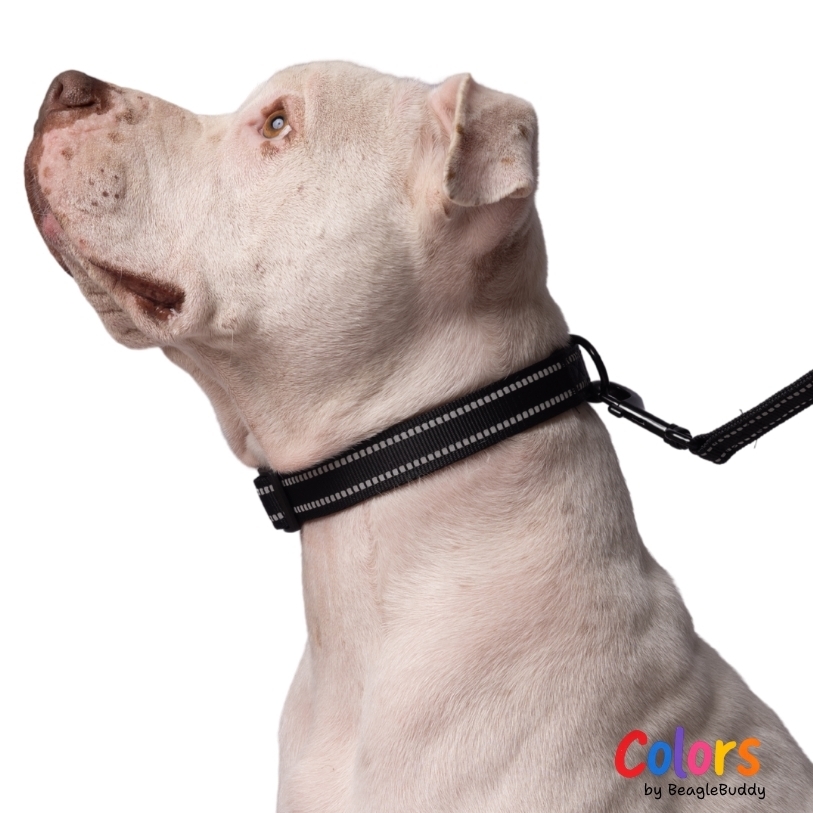 pitbull-con-Collar-Reflectivo-negro-2.jpg