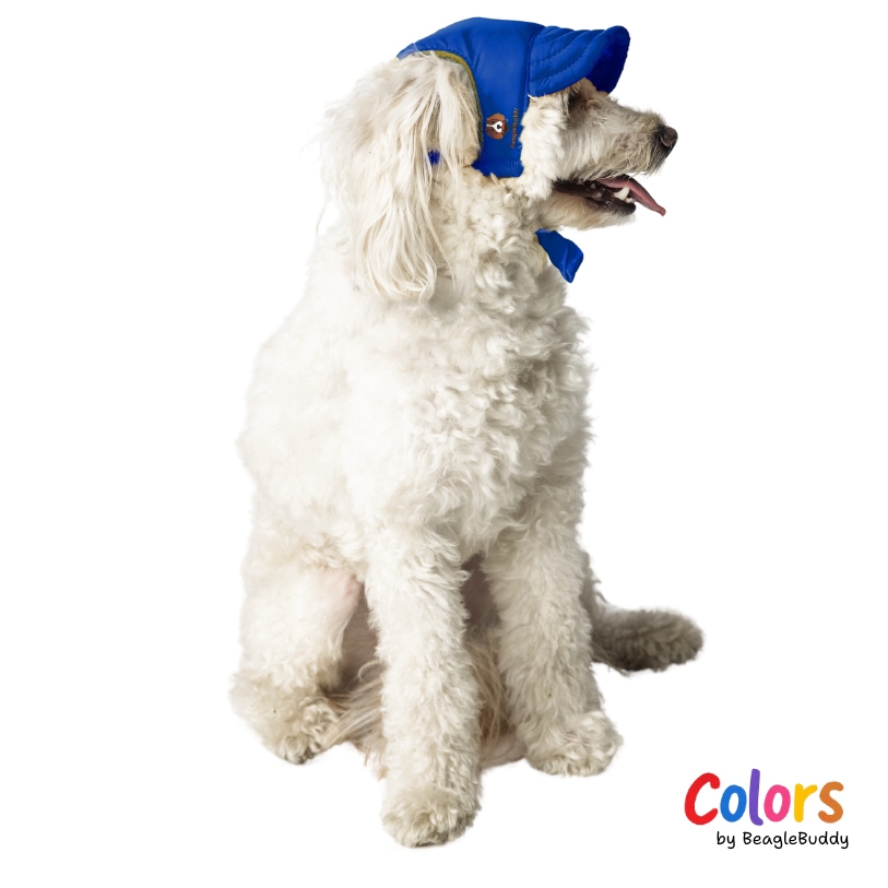 GALERIA DE IMAGENES DE PRODUCTO WEB - poodle con gorra azul rey