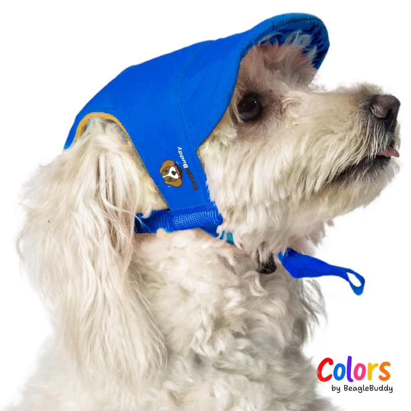 GALERIA DE IMAGENES DE PRODUCTO WEB - poodle con gorra azul rey