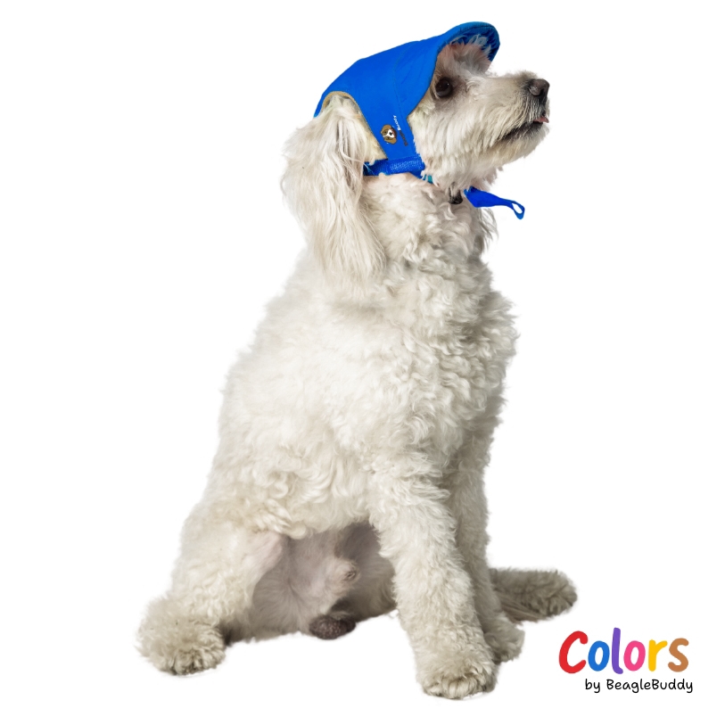 GALERIA DE IMAGENES DE PRODUCTO WEB - poodle con gorra azul rey