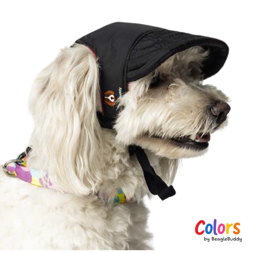 GALERIA DE IMAGENES DE PRODUCTO WEB - poodle con gorra negra