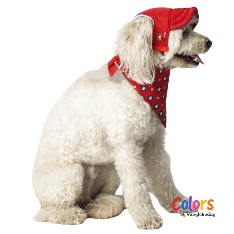 poodle-con-gorra-y-Classic-roja.jpg